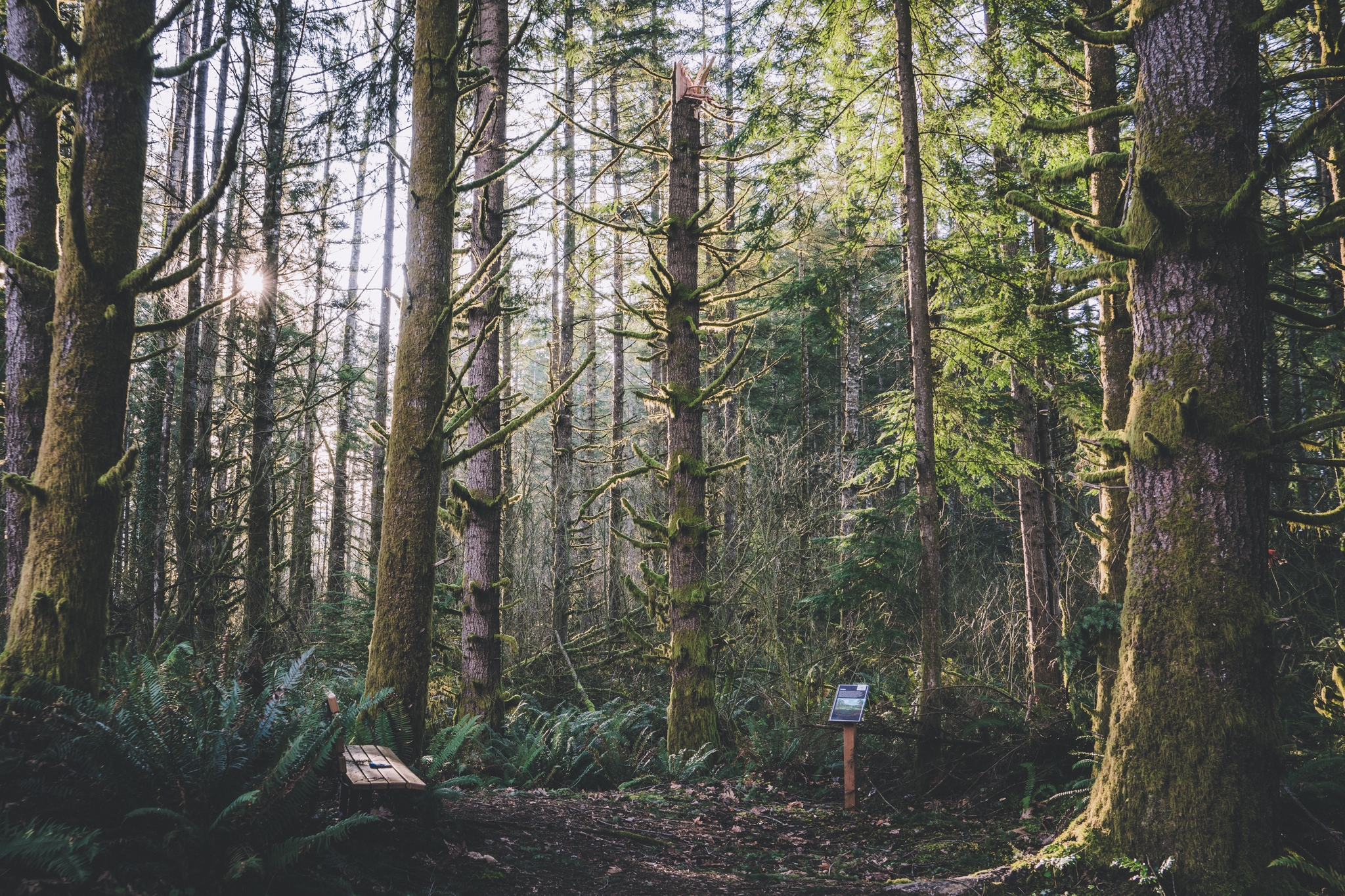 A dense forest with tall trees covered in moss, sunlight filtering through the branches, and a small sign along a dirt path