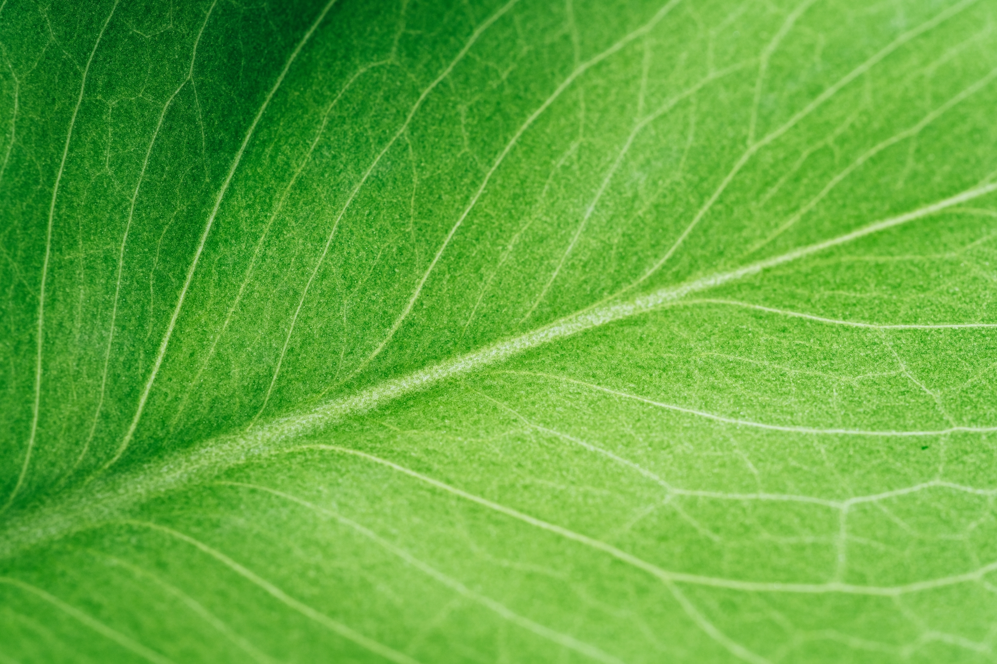 A close-up of a green leaf with visible veins and a vibrant texture