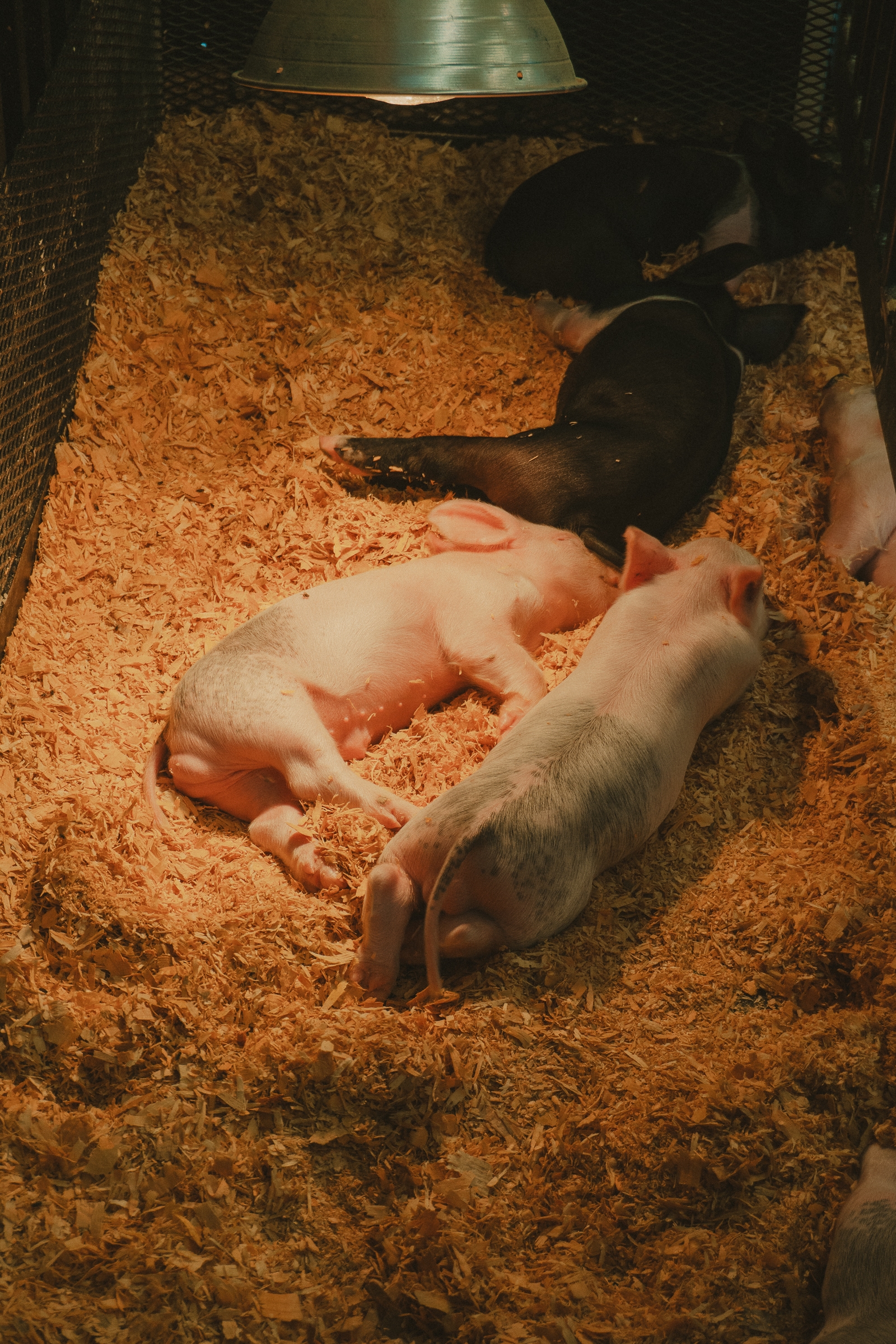 Piglets sleeping on a bed of straw under a heat lamp. Some are pink, while others are darker