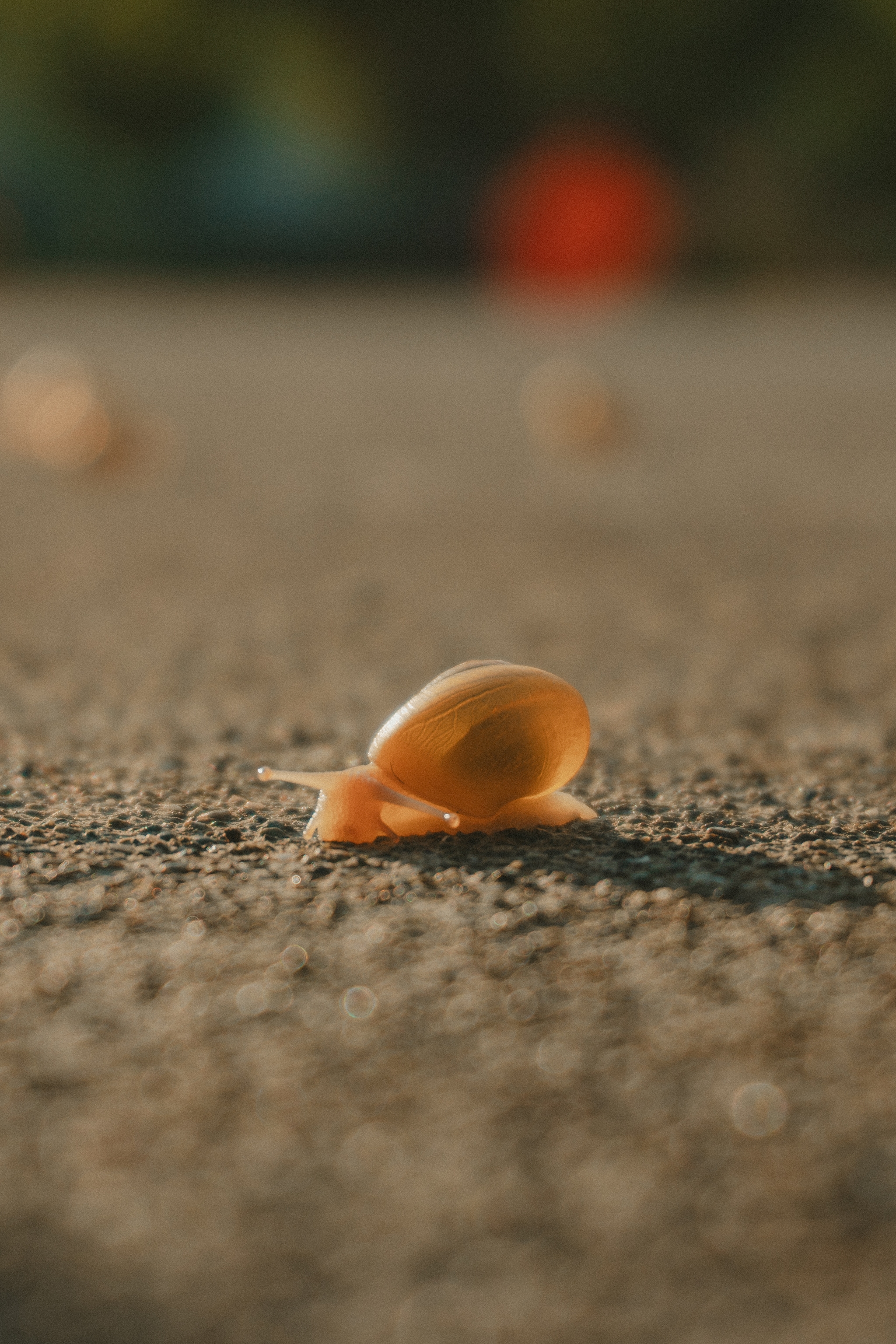 A small snail crawling on a textured surface in soft focus, with a blurred background