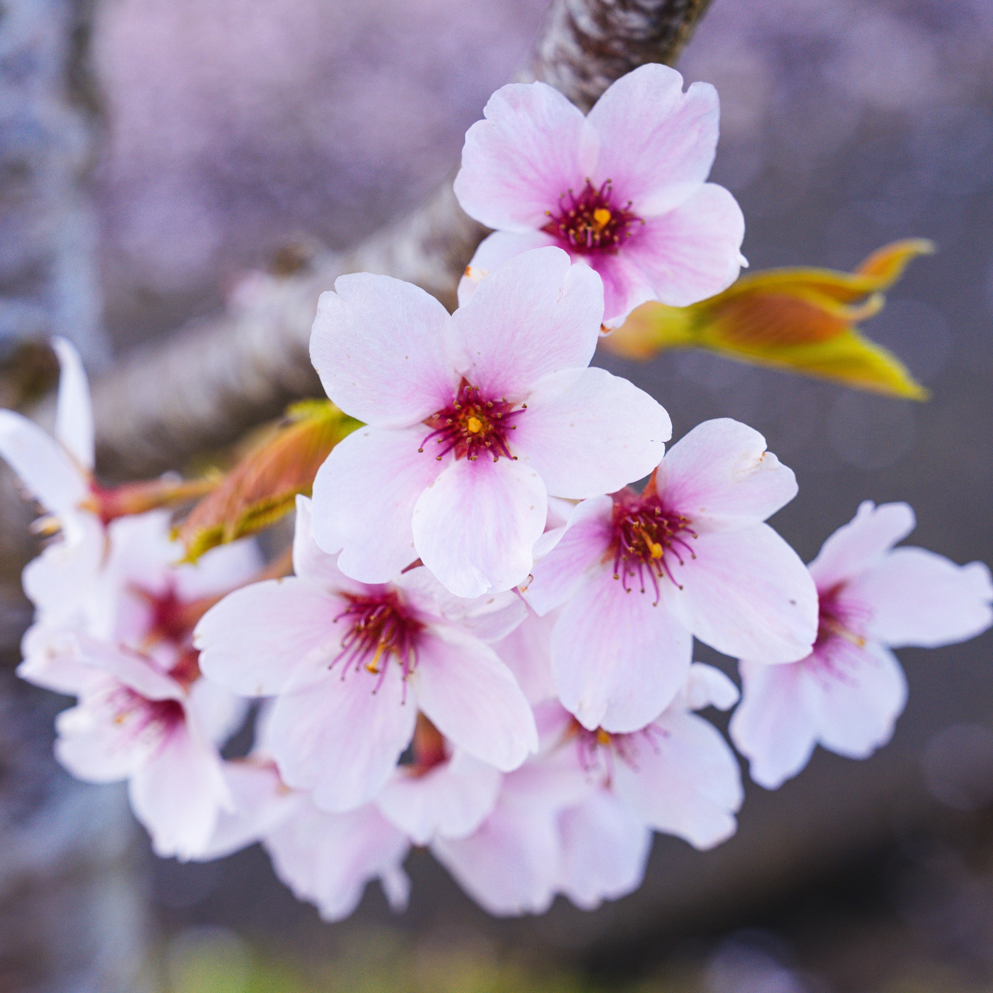 A cluster of delicate pink cherry blossoms with soft petals and reddish centers, set against a blurred background
