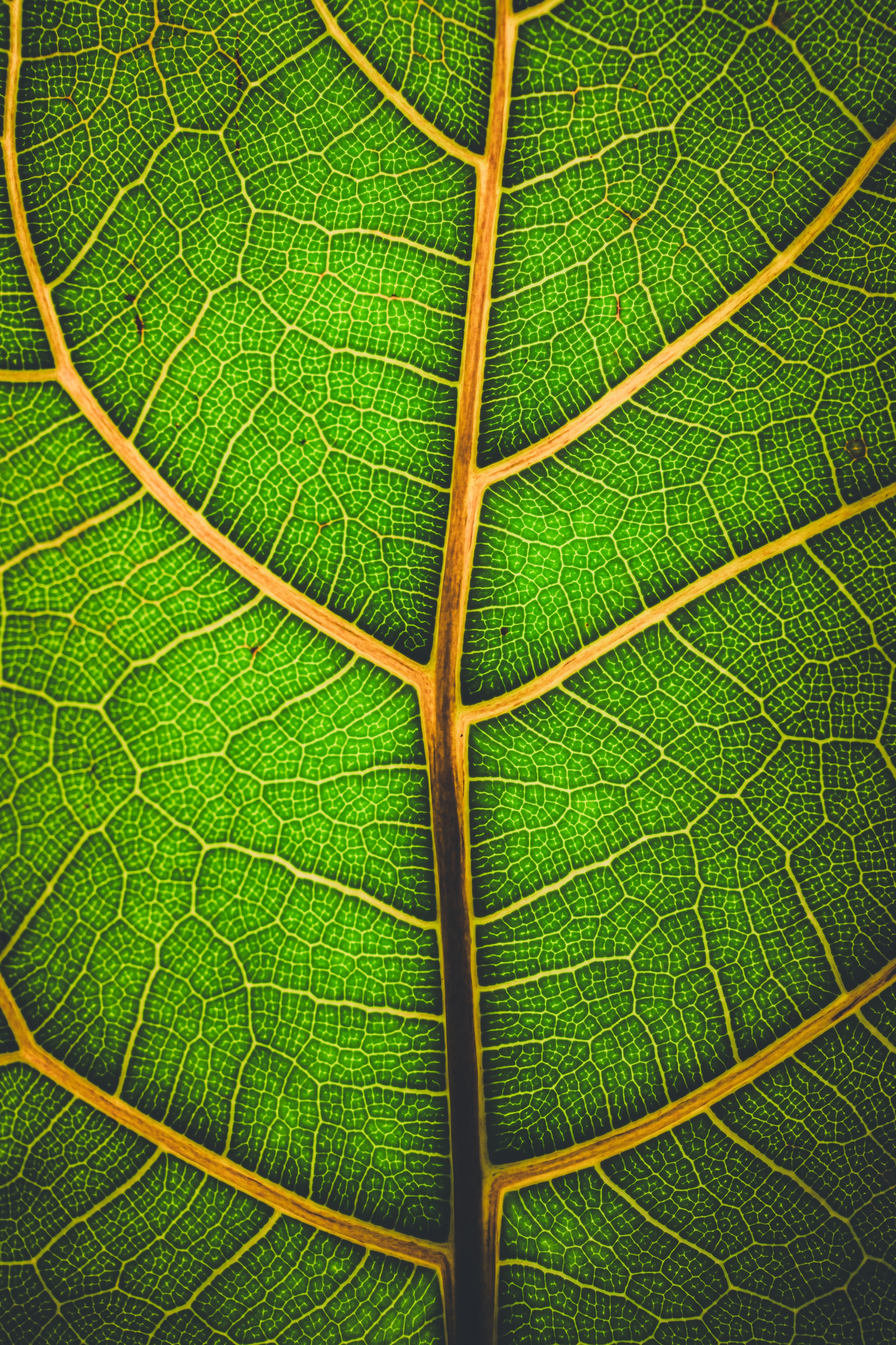 A close-up of a vibrant green fiddle leaf with prominent veins and a detailed texture