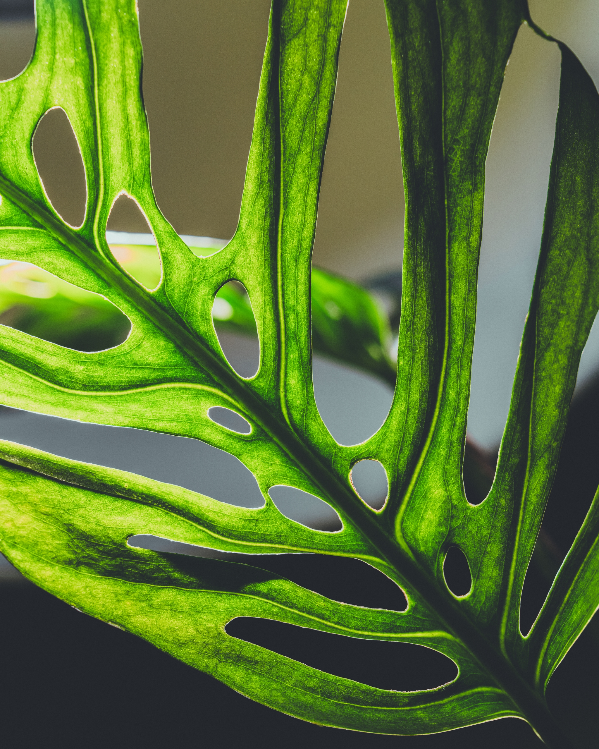Close-up of a green leaf with holes and intricate details, highlighting its fenestrated pattern