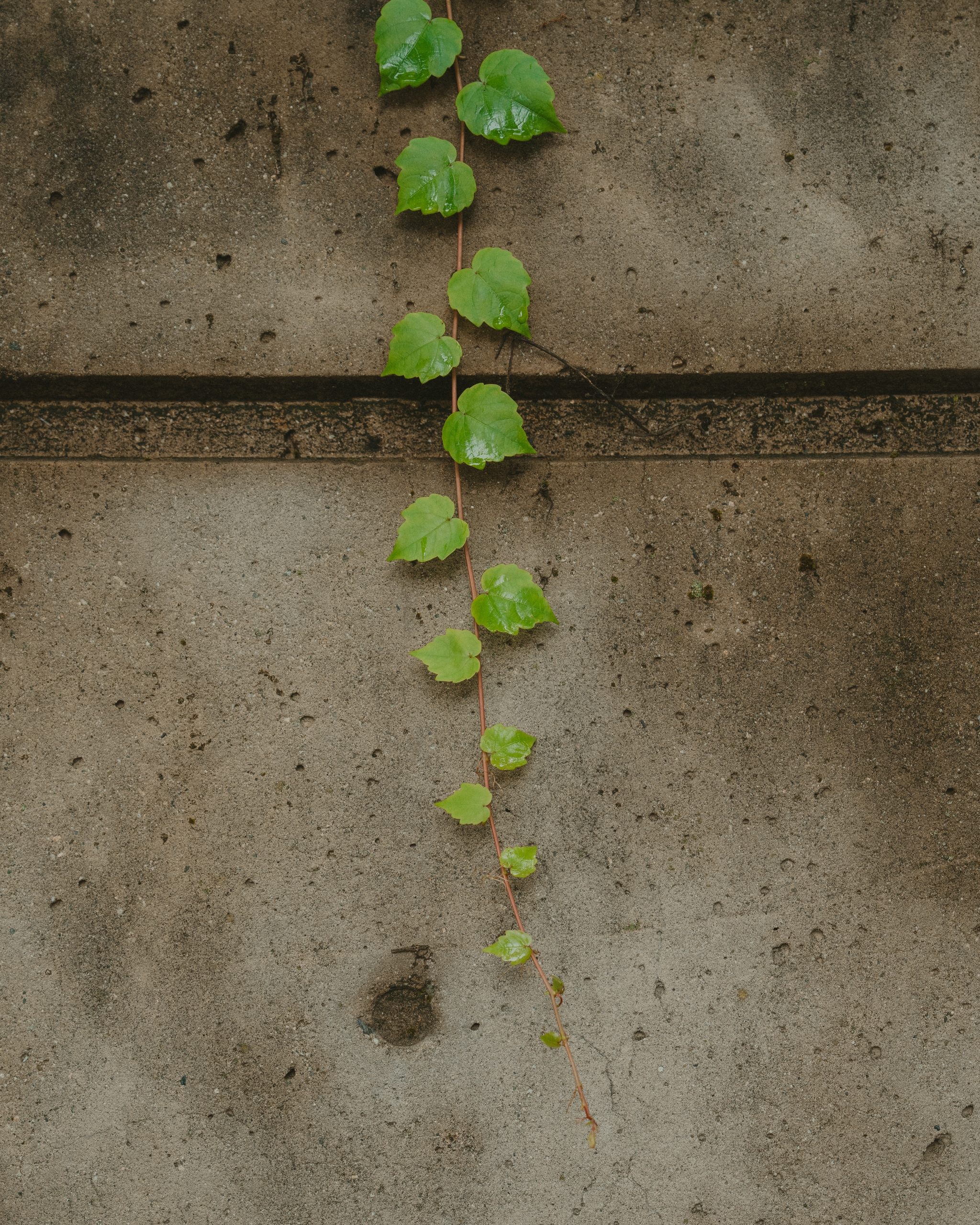 A row of green leaves growing vertically on a textured, weathered concrete wall