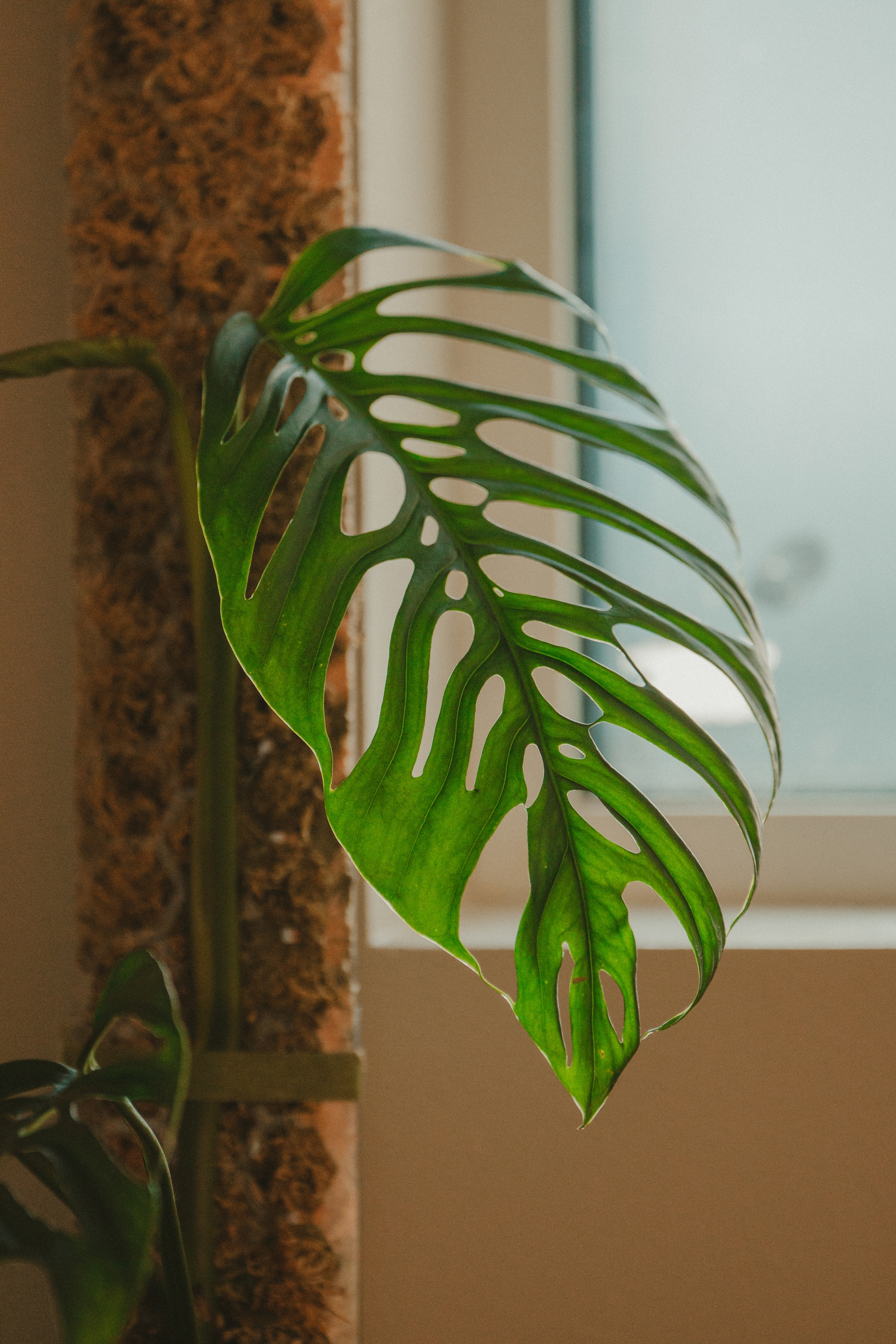 Monstera esqueleto leaf with fenestrations by a window