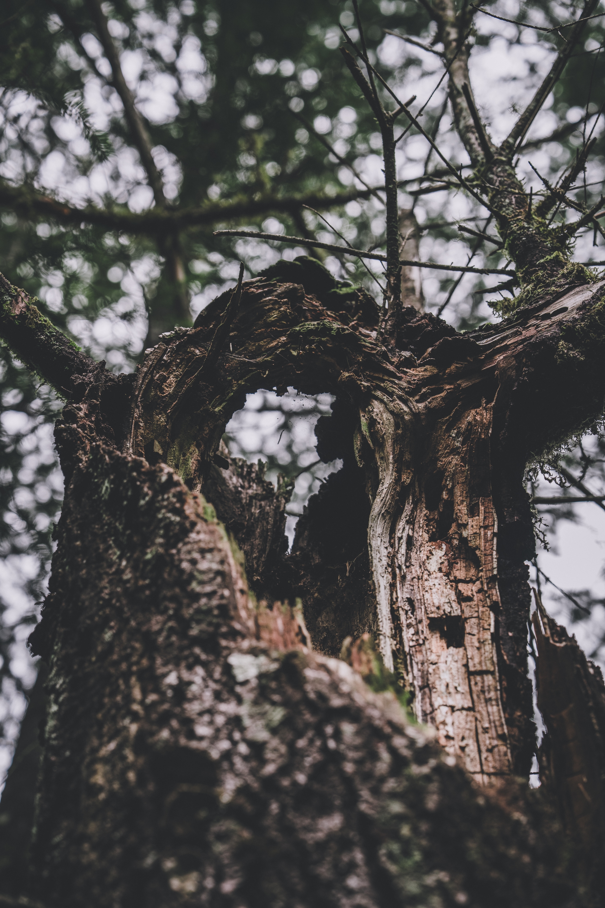 A close-up view of a gnarled, weathered tree trunk with branches extending upward, surrounded by a blurred background of foliage