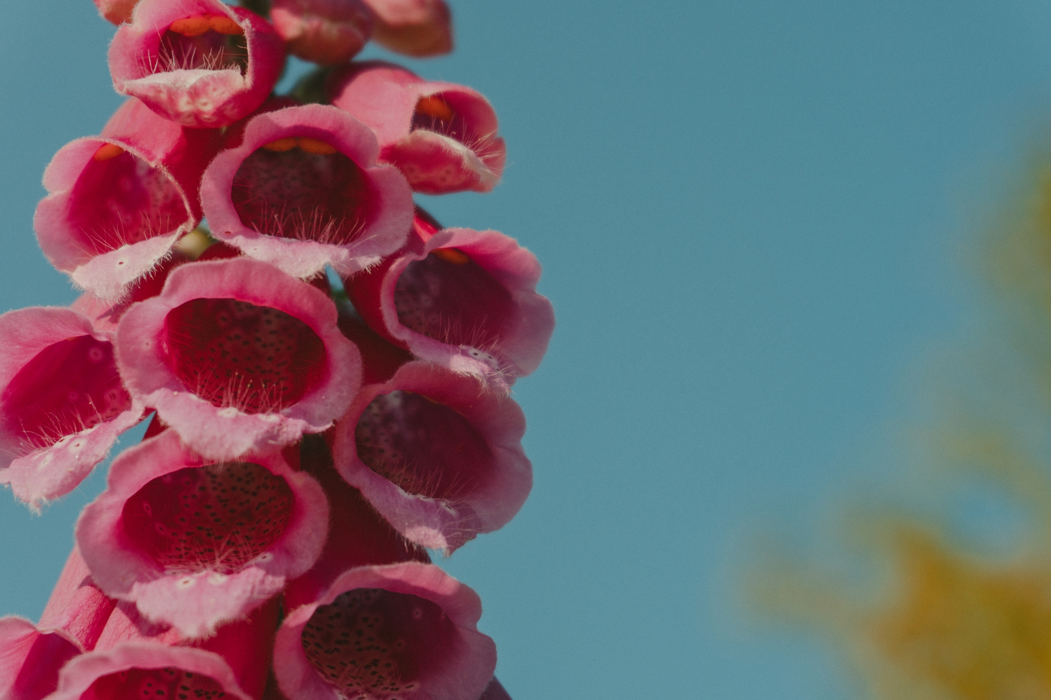 A cluster of vibrant pink foxglove flowers against a clear blue sky