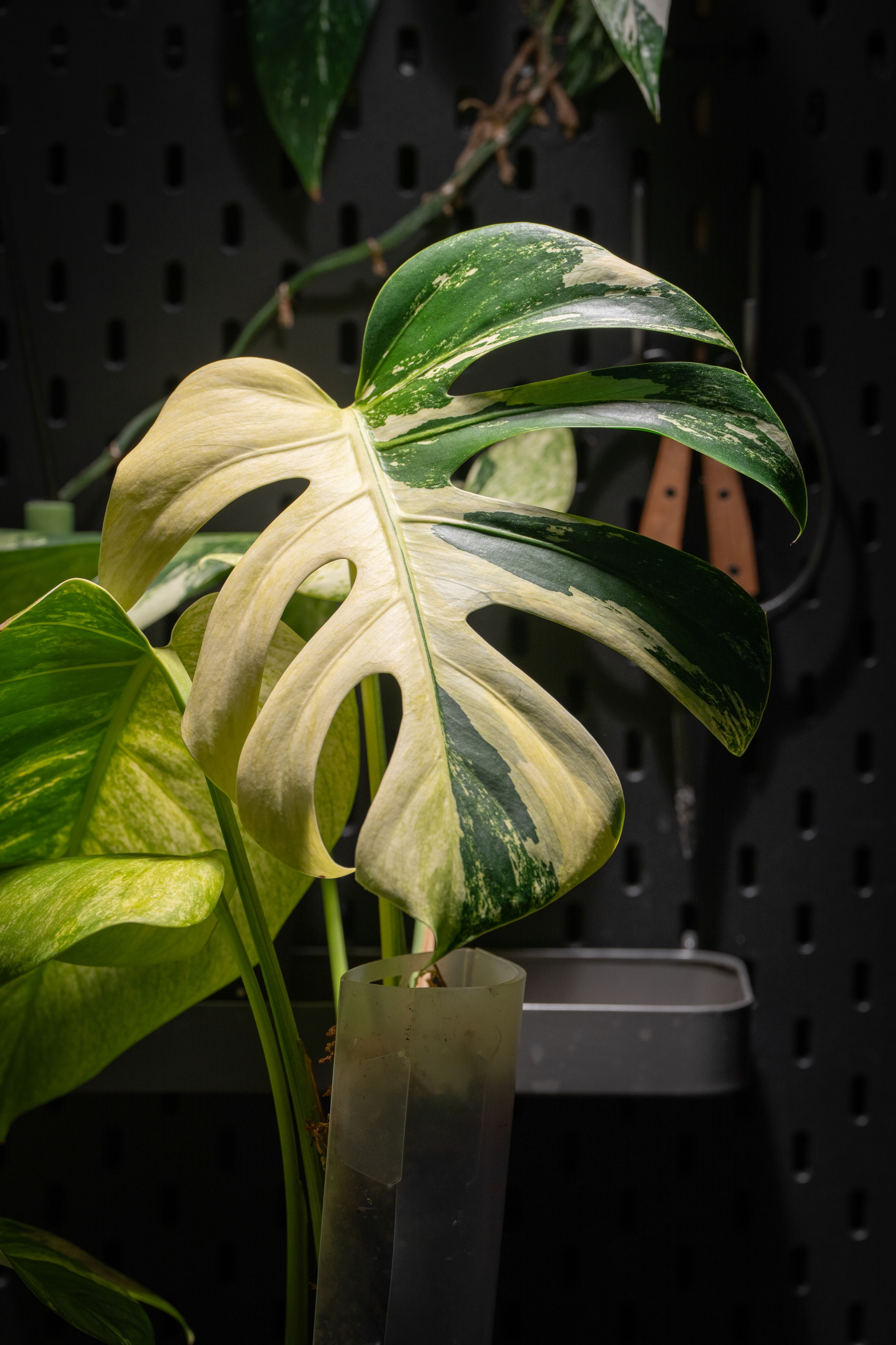 A variegated Monstera Mint Noid leaf with green and cream-colored sections, set against a dark, perforated background