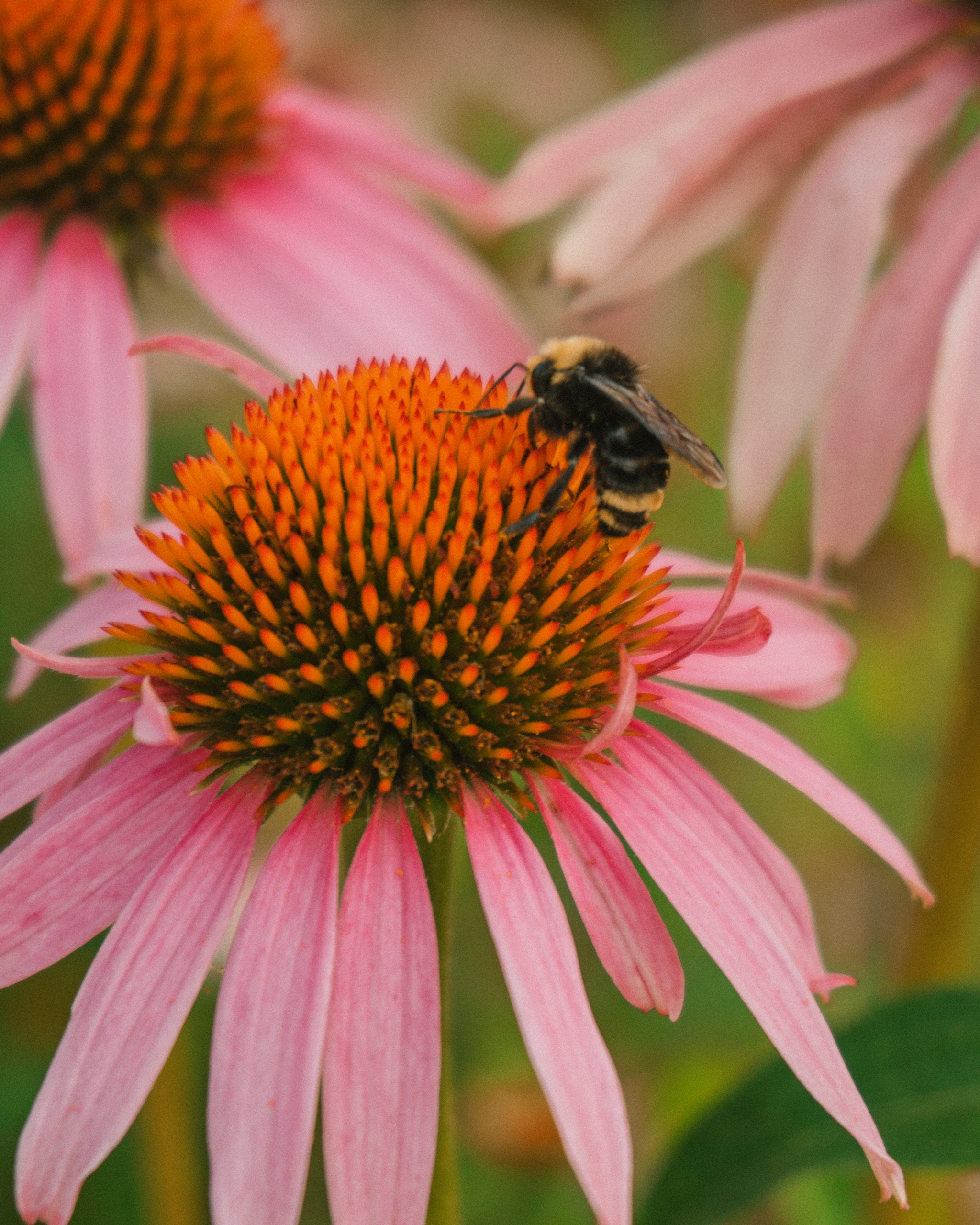 A bee on a pink coneflower with a vibrant orange center