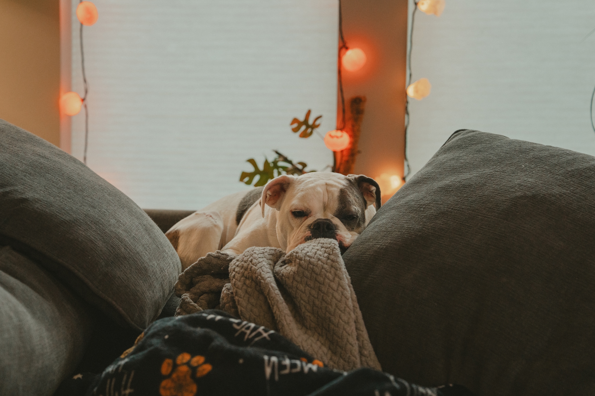 A bulldog resting on a couch surrounded by cushions with soft lighting and decorations