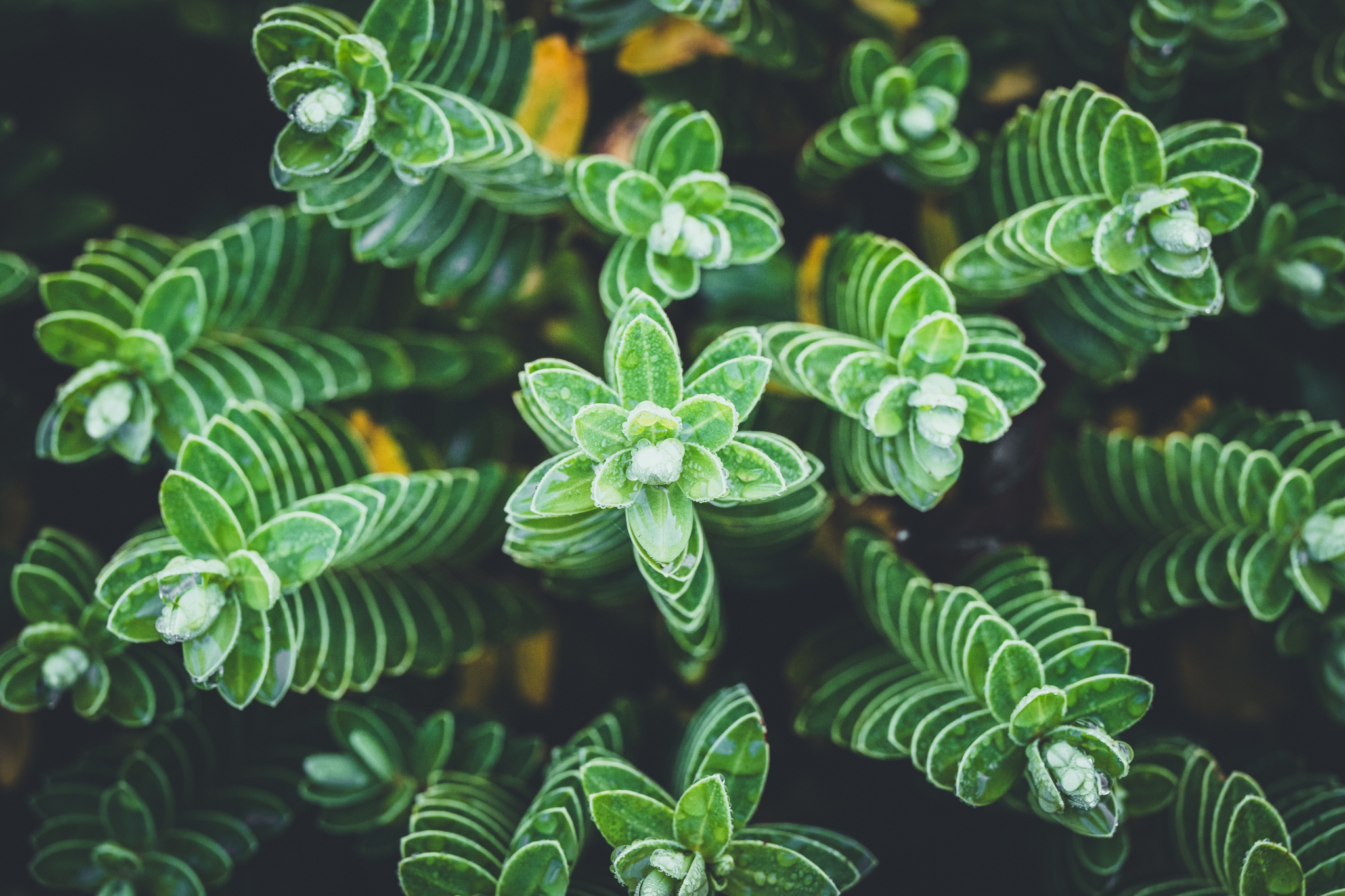 Vibrant green leaves with intricate striped patterns form a spiral arrangement, showcasing natural geometric beauty
