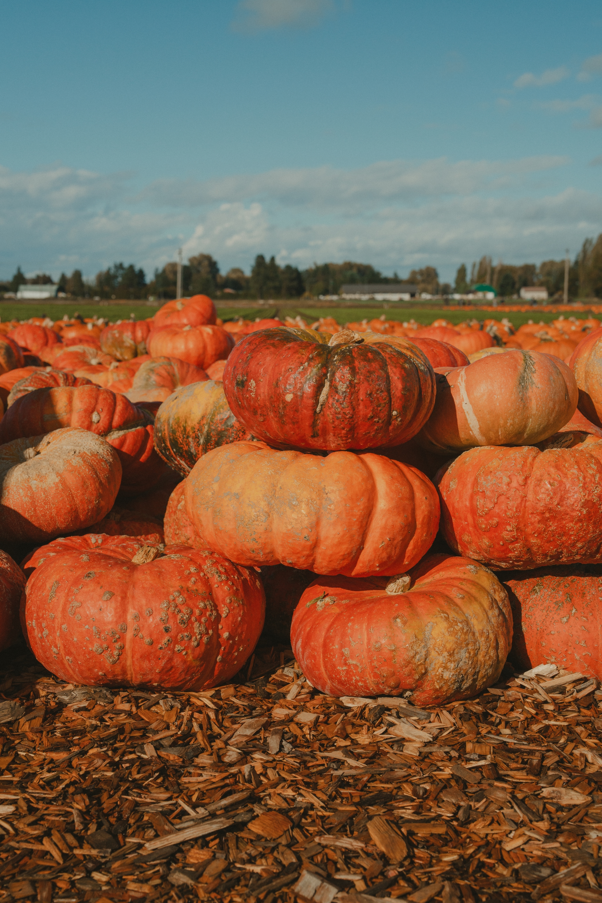 A pumpkin patch with stacks of large, orange pumpkins under a clear blue sky