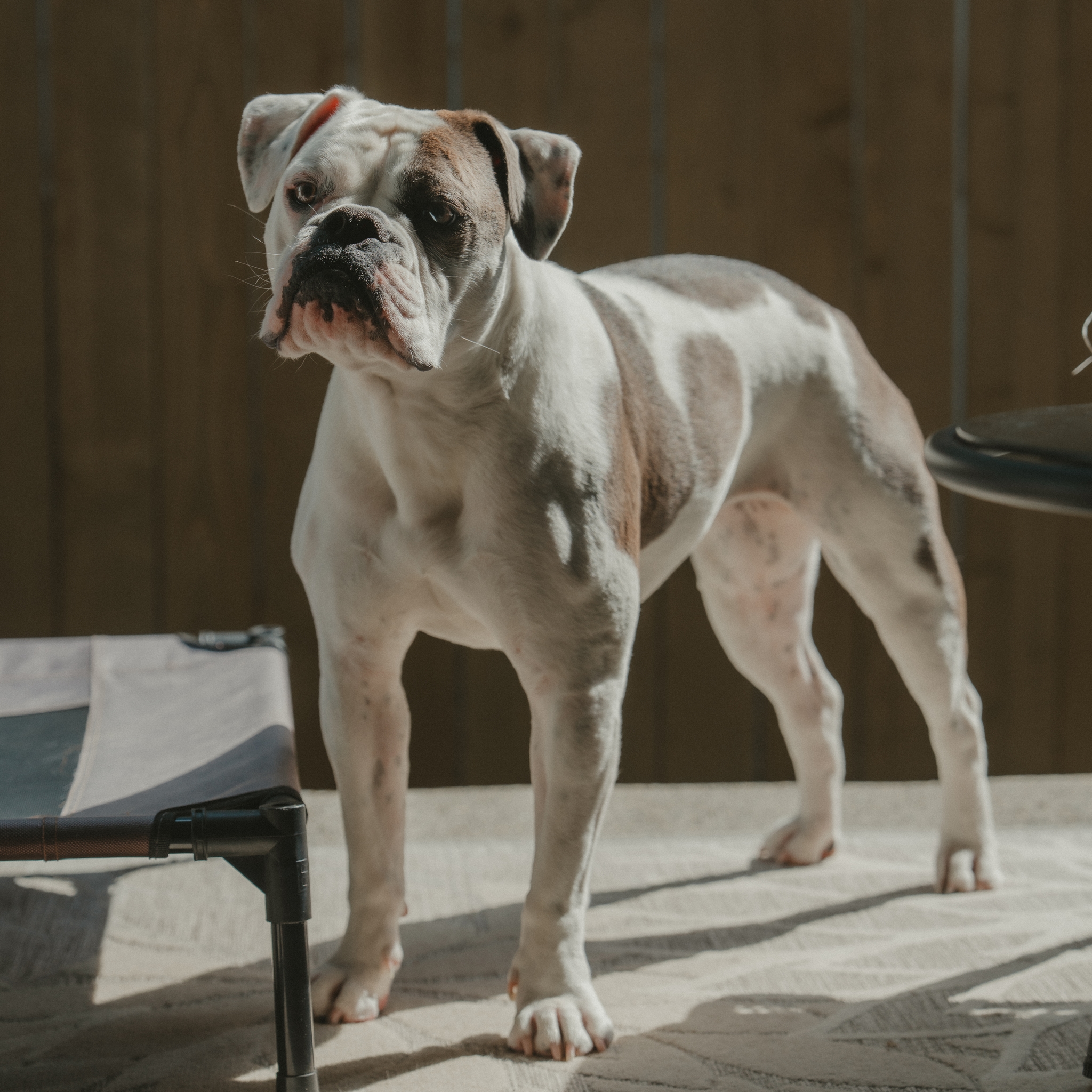 A white and brown bulldog standing on a surface, with sunlight casting shadows around it