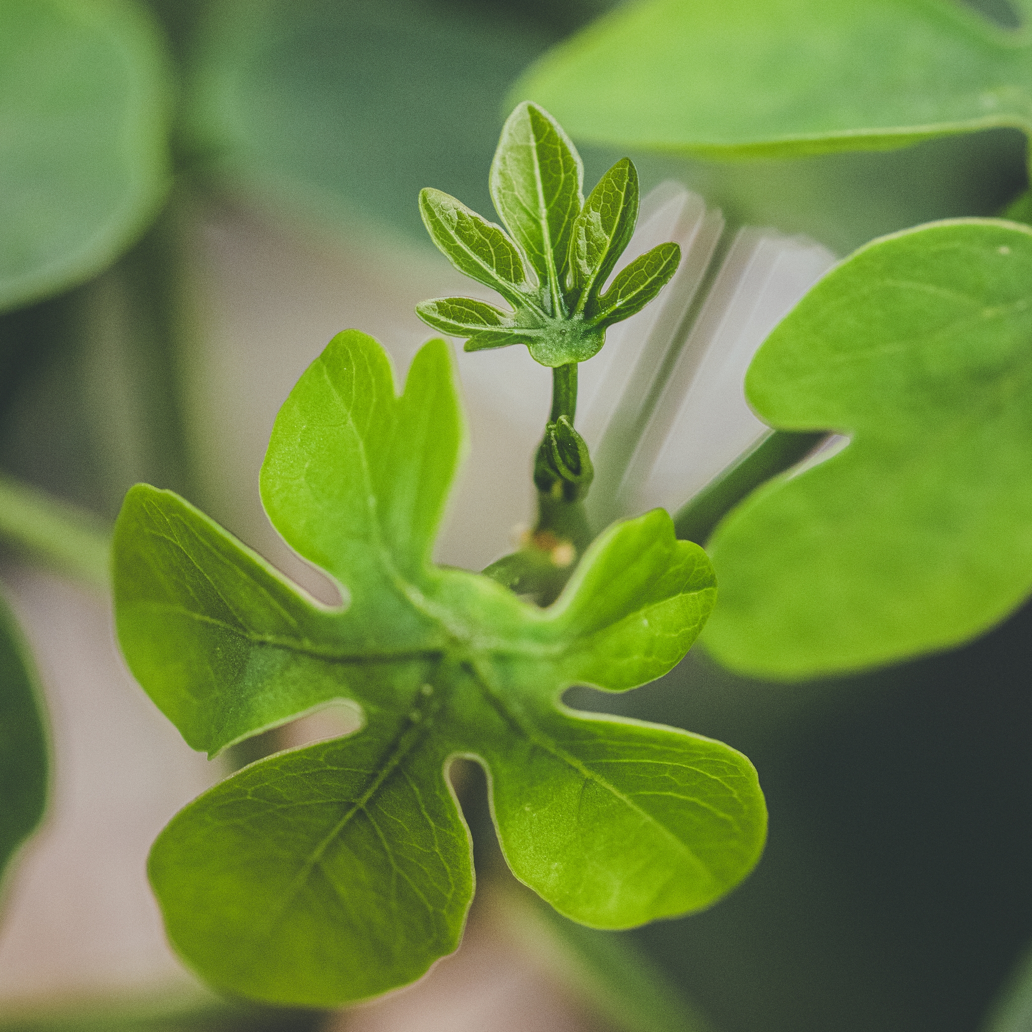 A close-up of vibrant green Adenia glauca leaves with a soft focus background