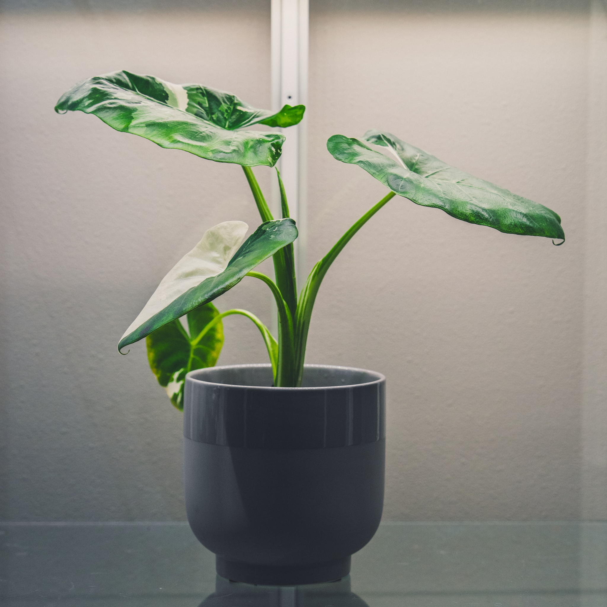 A potted plant with large green leaves in a dark gray pot, set against a neutral background