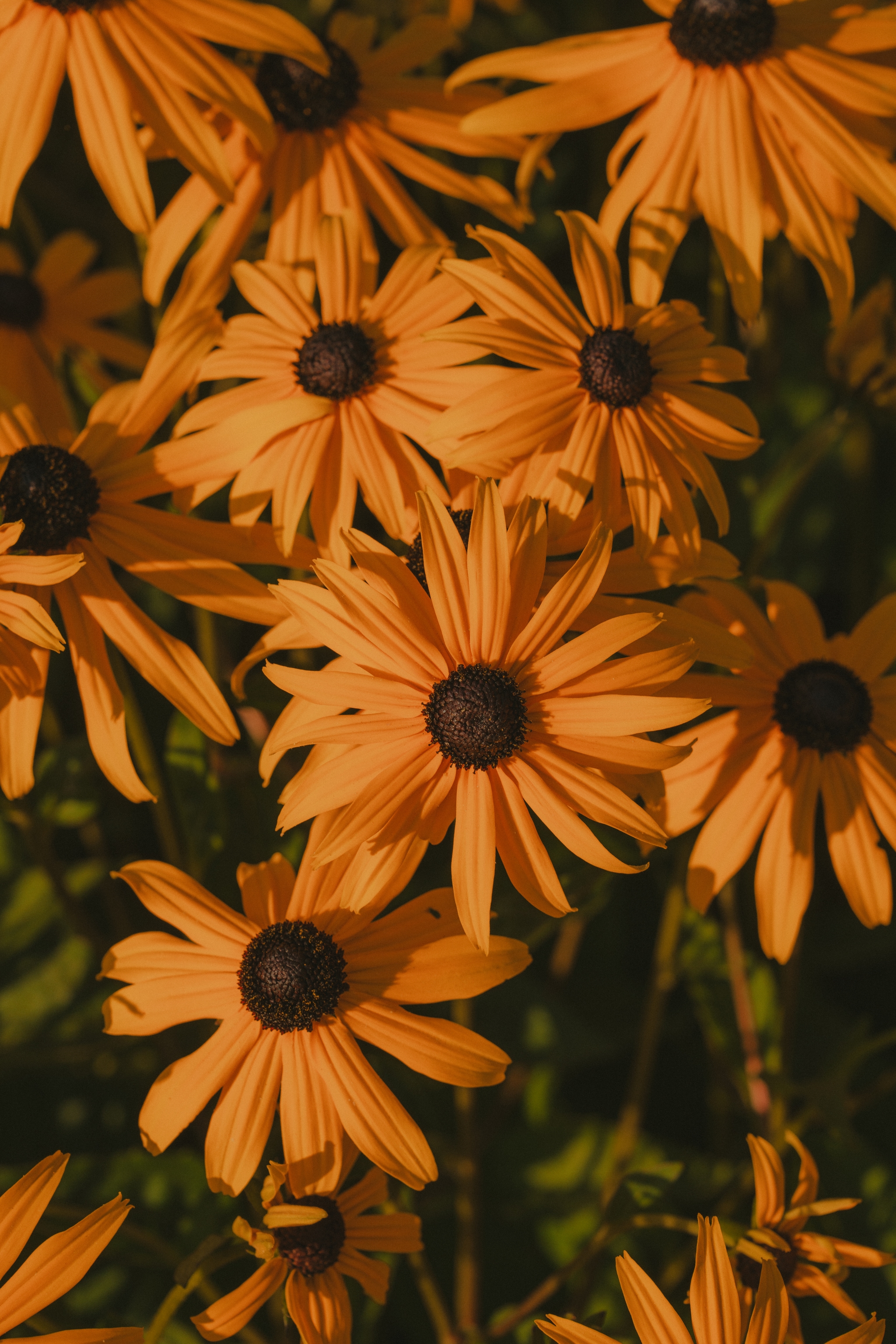 Bright orange daisies with dark centers clustered together