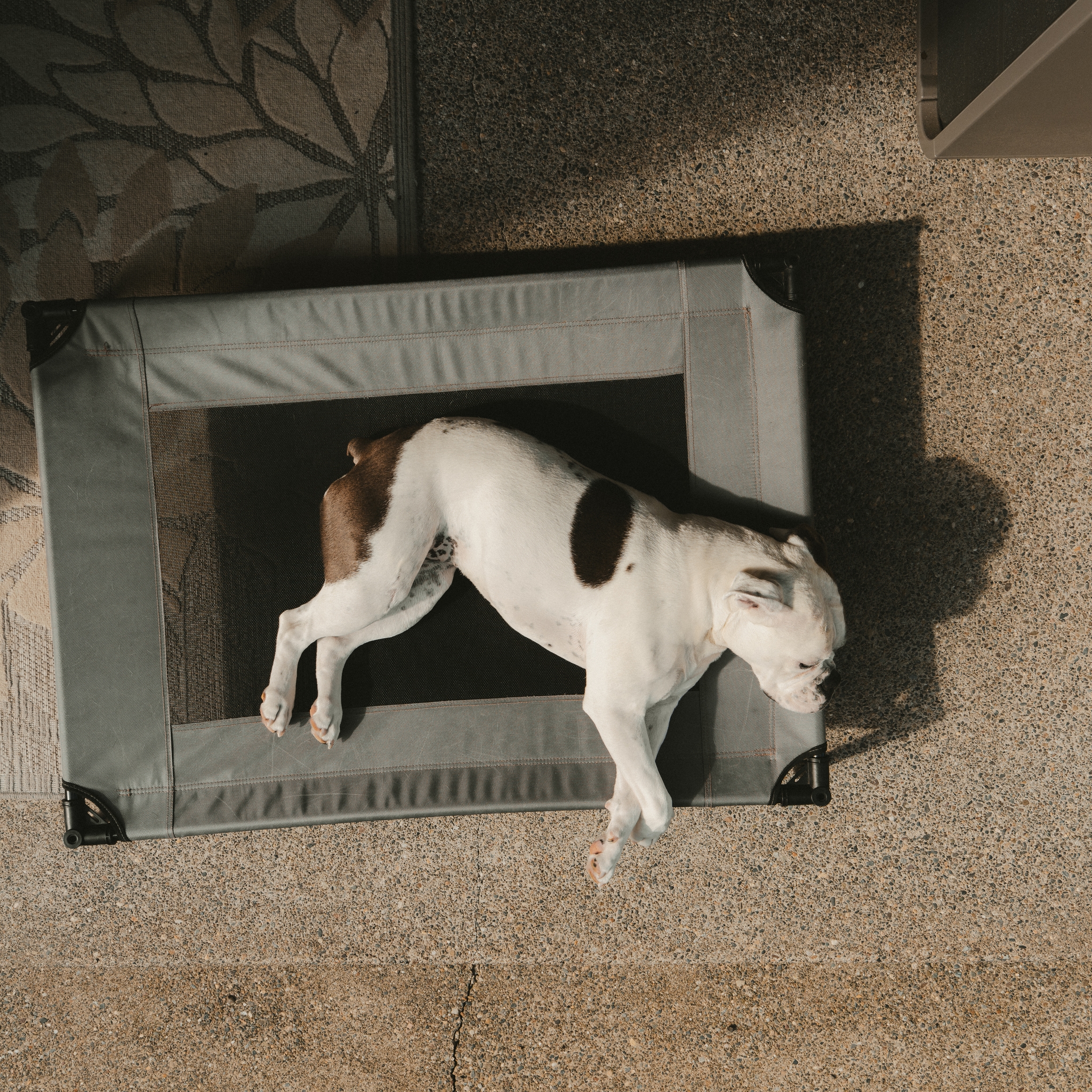 A white dog with a dark patch is lying on a gray elevated pet bed on a speckled floor