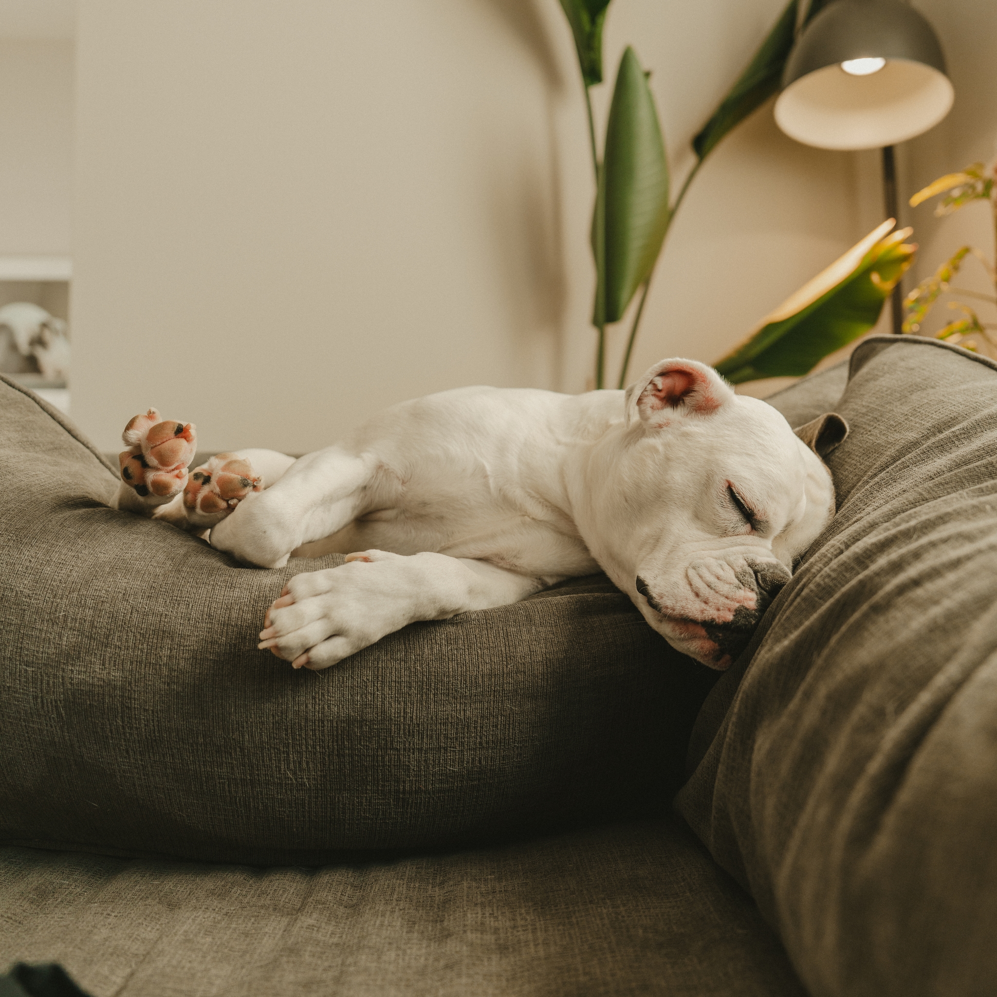 A white dog sleeping comfortably on a gray couch, with a lamp and plant in the background