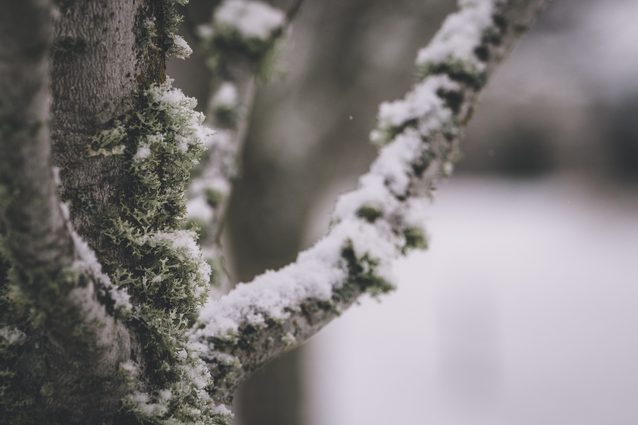 A tree branch covered in snow and moss, with a blurred snowy background