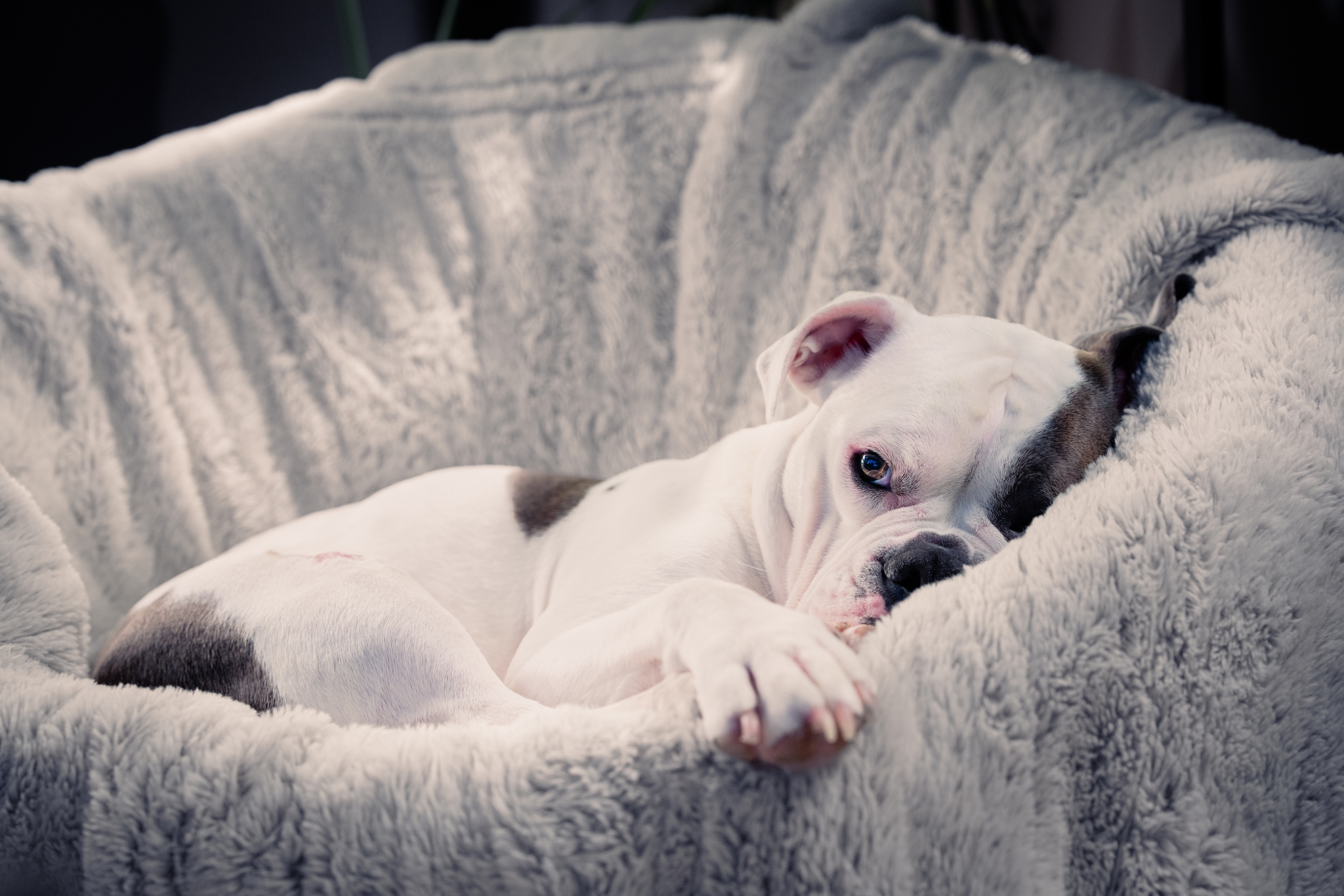 A white and gray/brown puppy resting in a cozy, fluffy bed, looking relaxed and comfortable