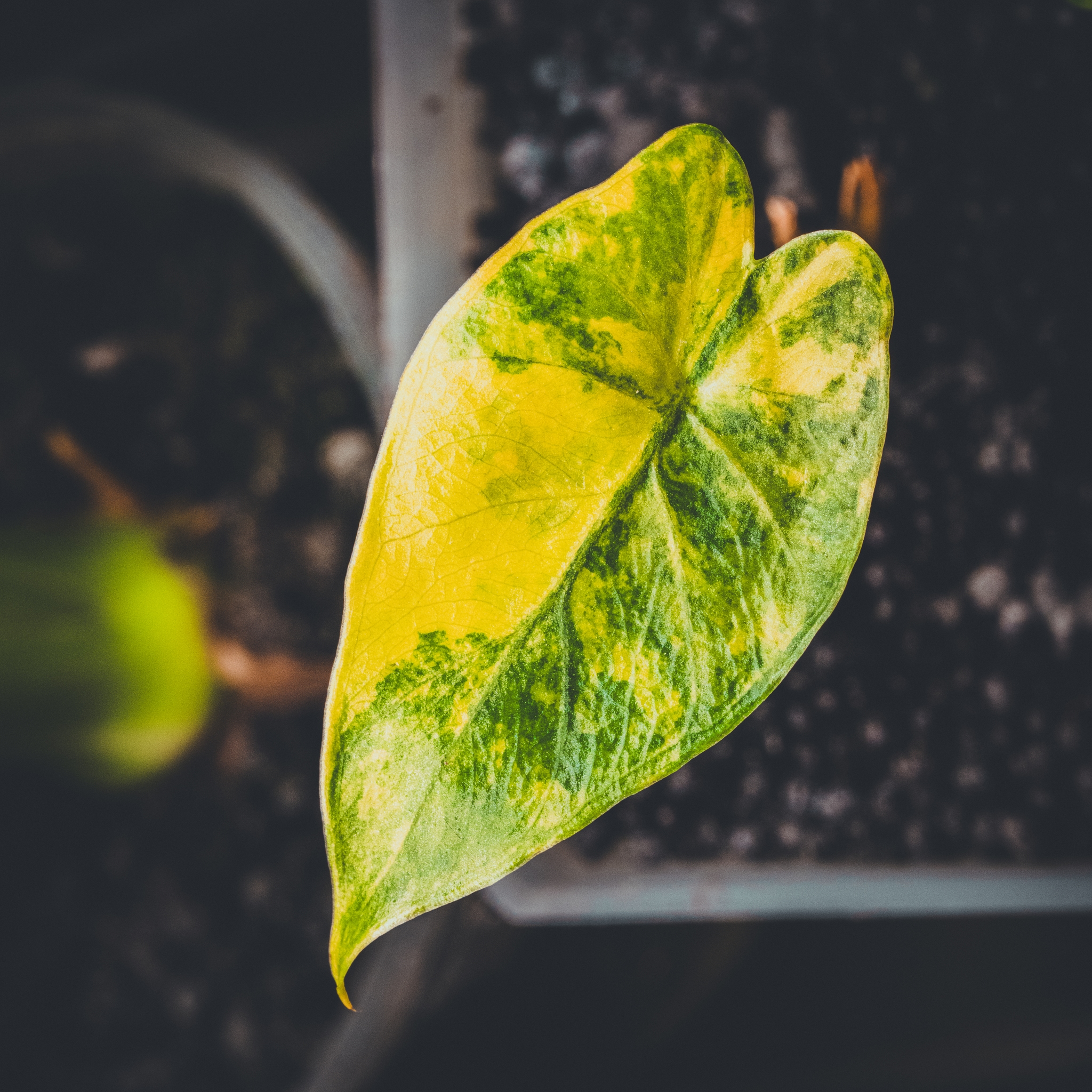 A single variegated leaf with green and yellow patterns, set against a dark, blurred background