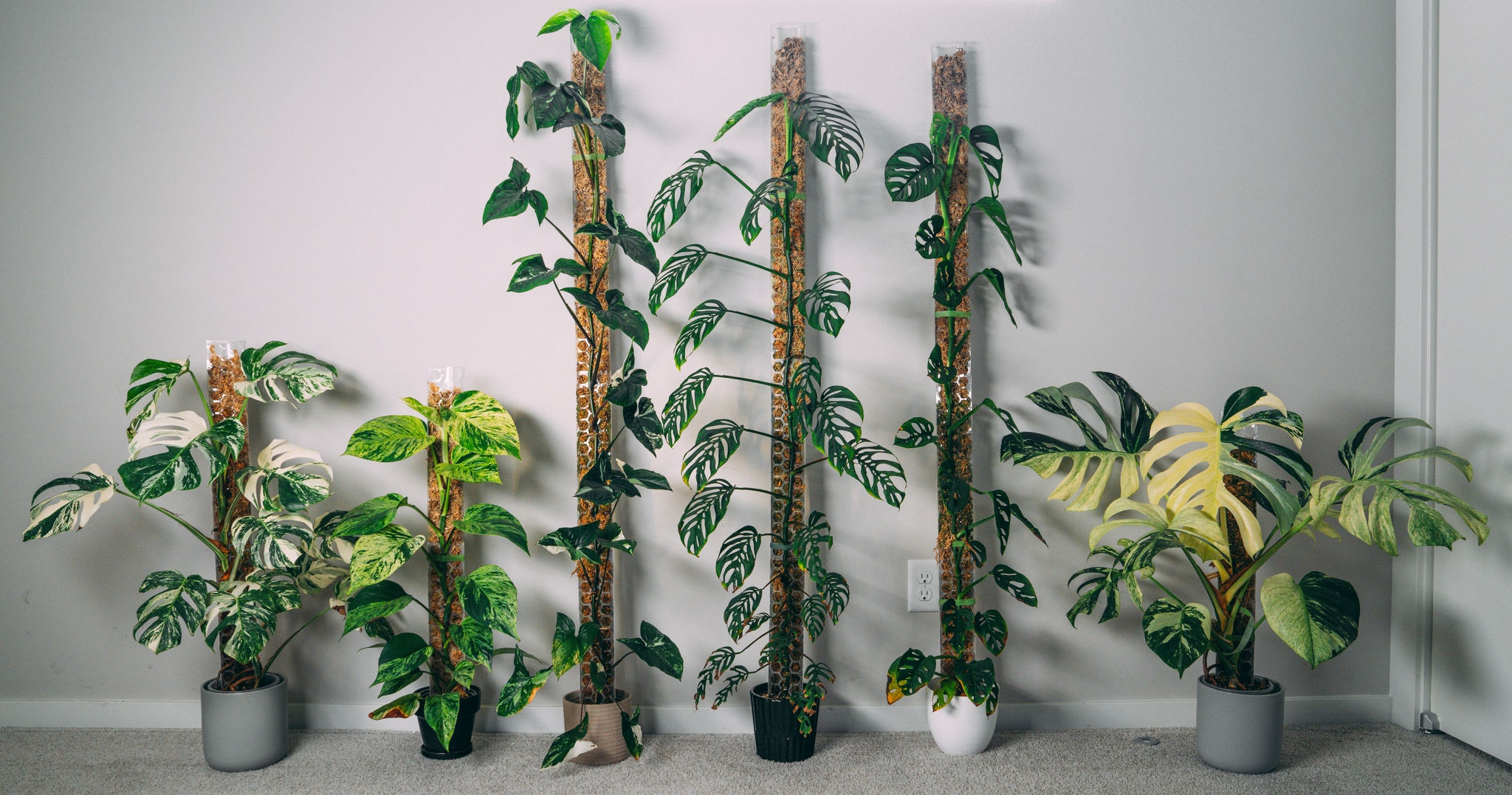Five variegated plants in pots against a plain wall backdrop