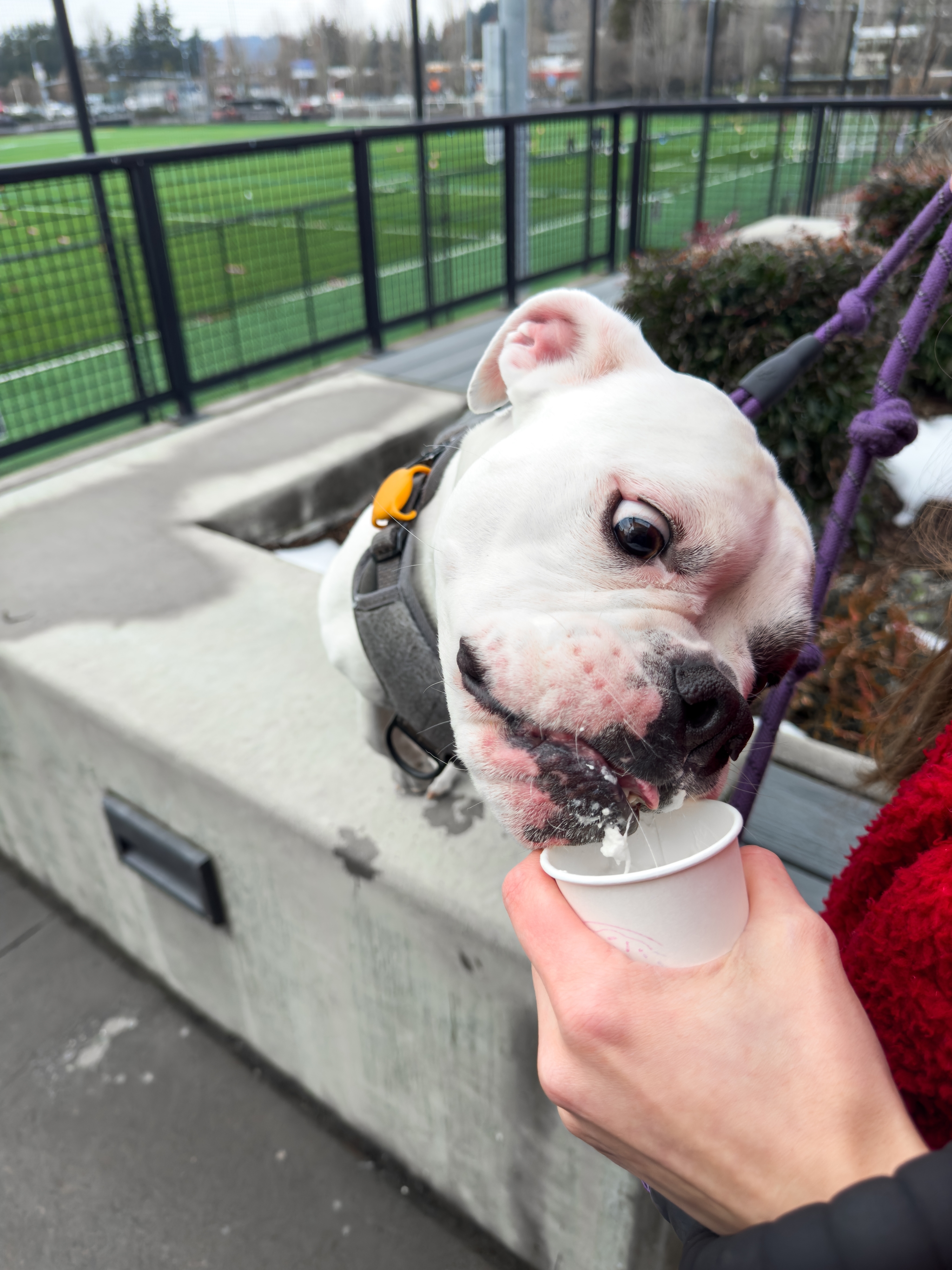 A white dog eagerly licks from a small cup held by a person, with a sports field in the background