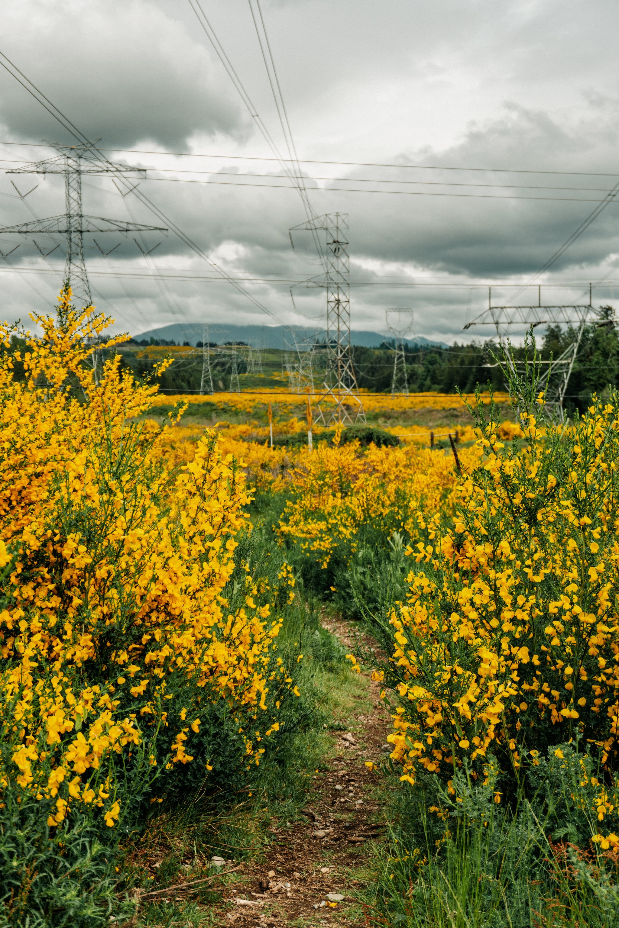 A path through a field of vibrant yellow flowers with power lines and towers in the background under a cloudy sky