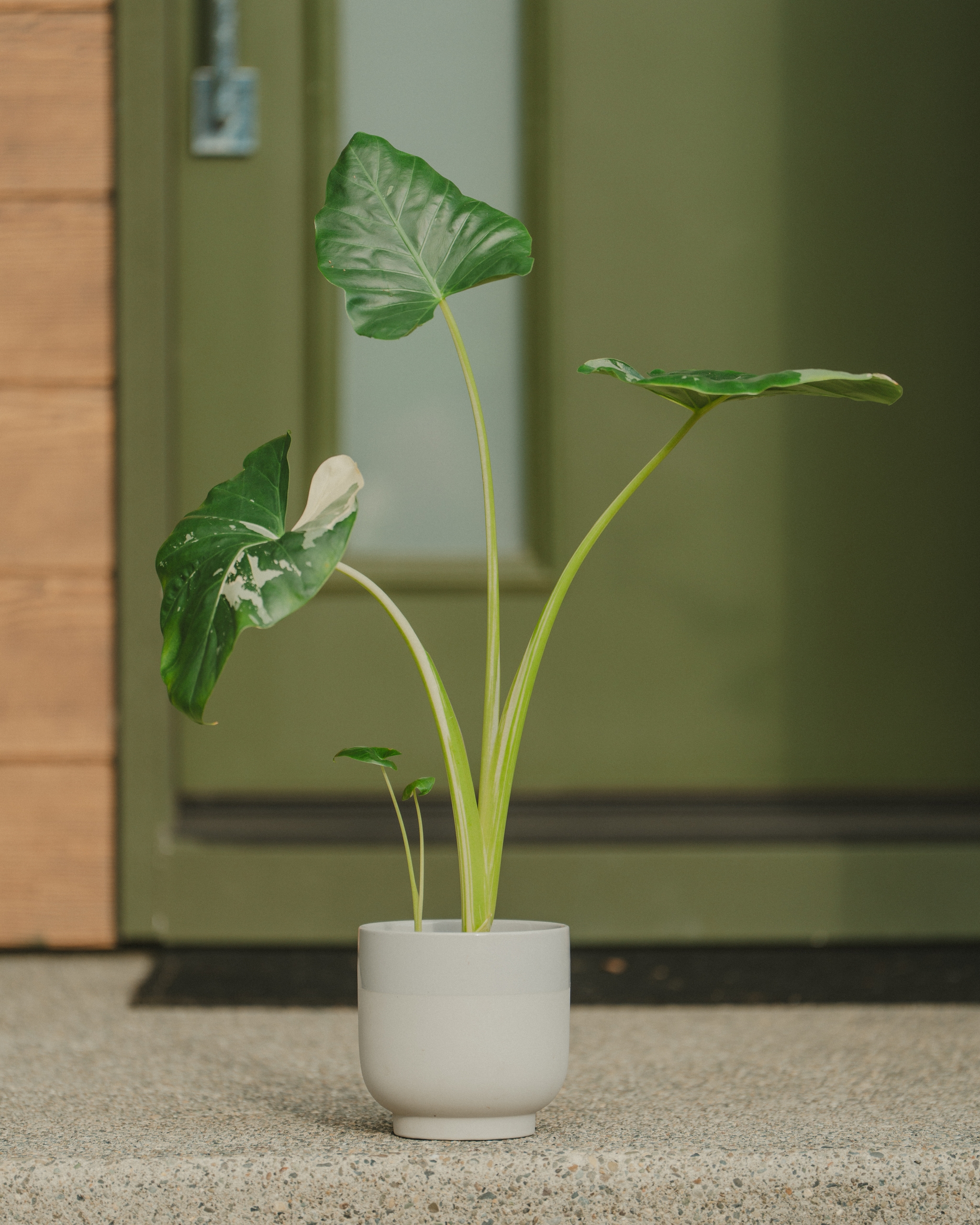 A potted plant with large green leaves placed on a concrete surface in front of a green door