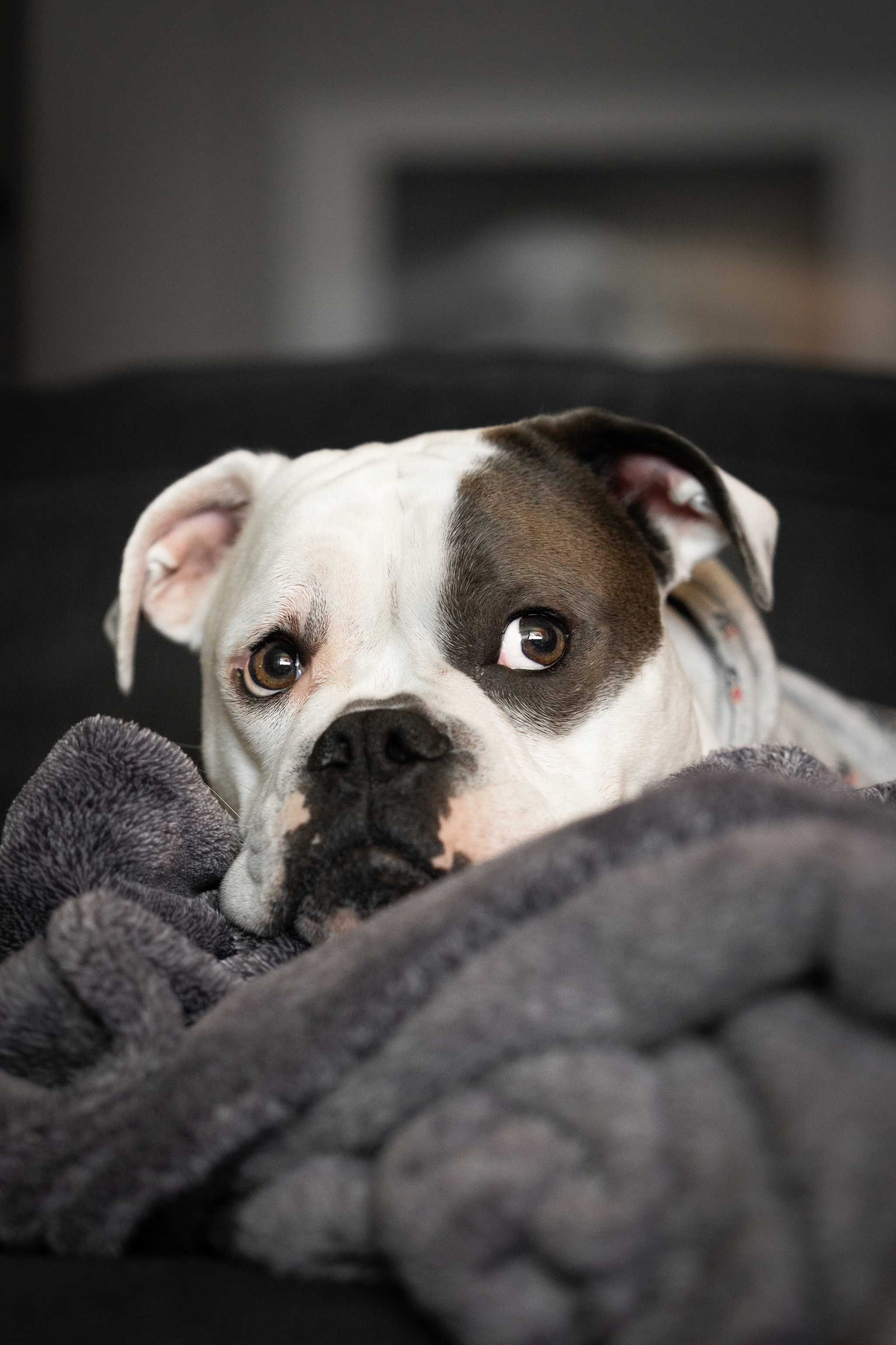 A dog with a white and black face is lying on a soft, gray blanket, looking directly at the camera