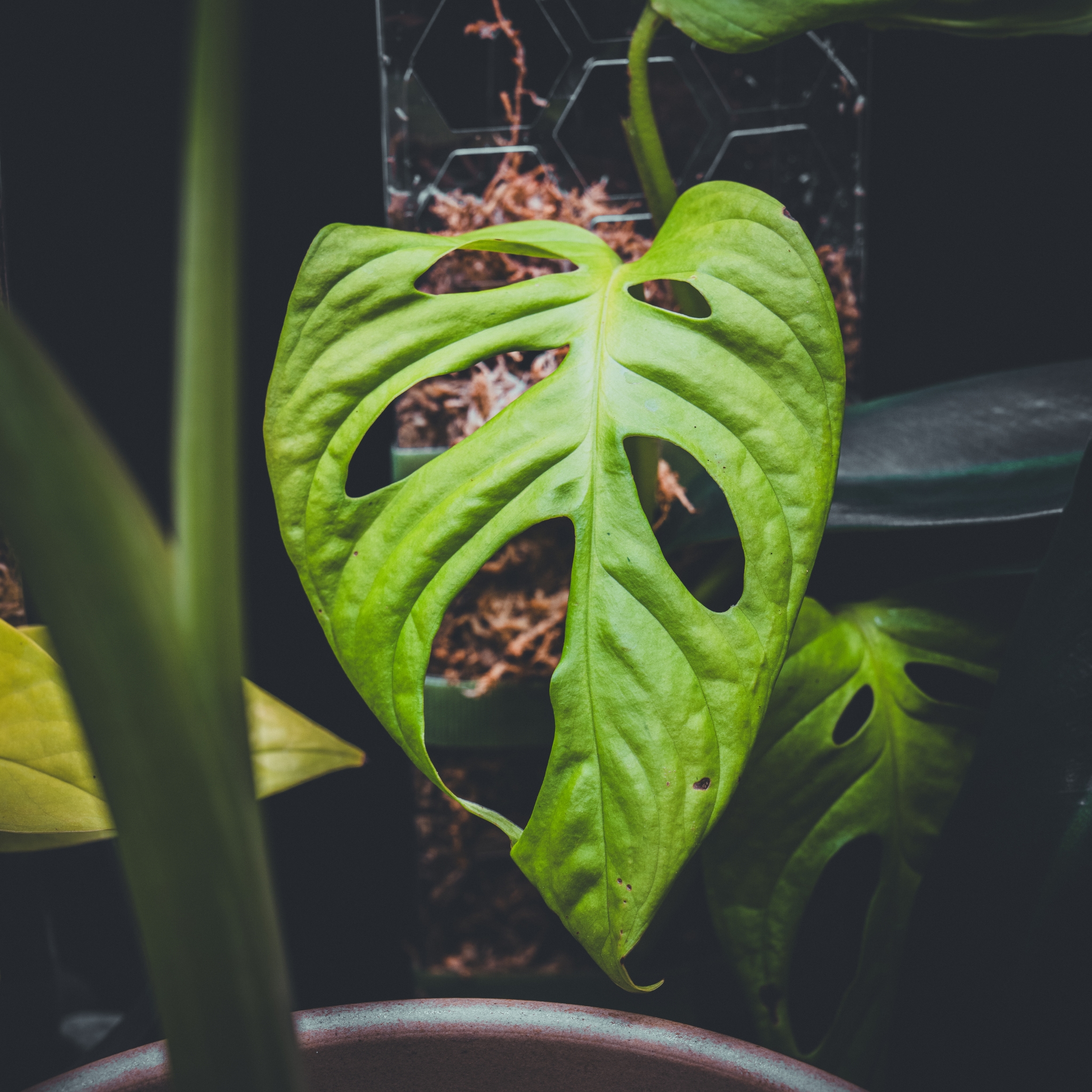 A green Monstera Adansonii Neon Madonna leaf with distinctive holes, surrounded by other foliage in a dimly lit setting