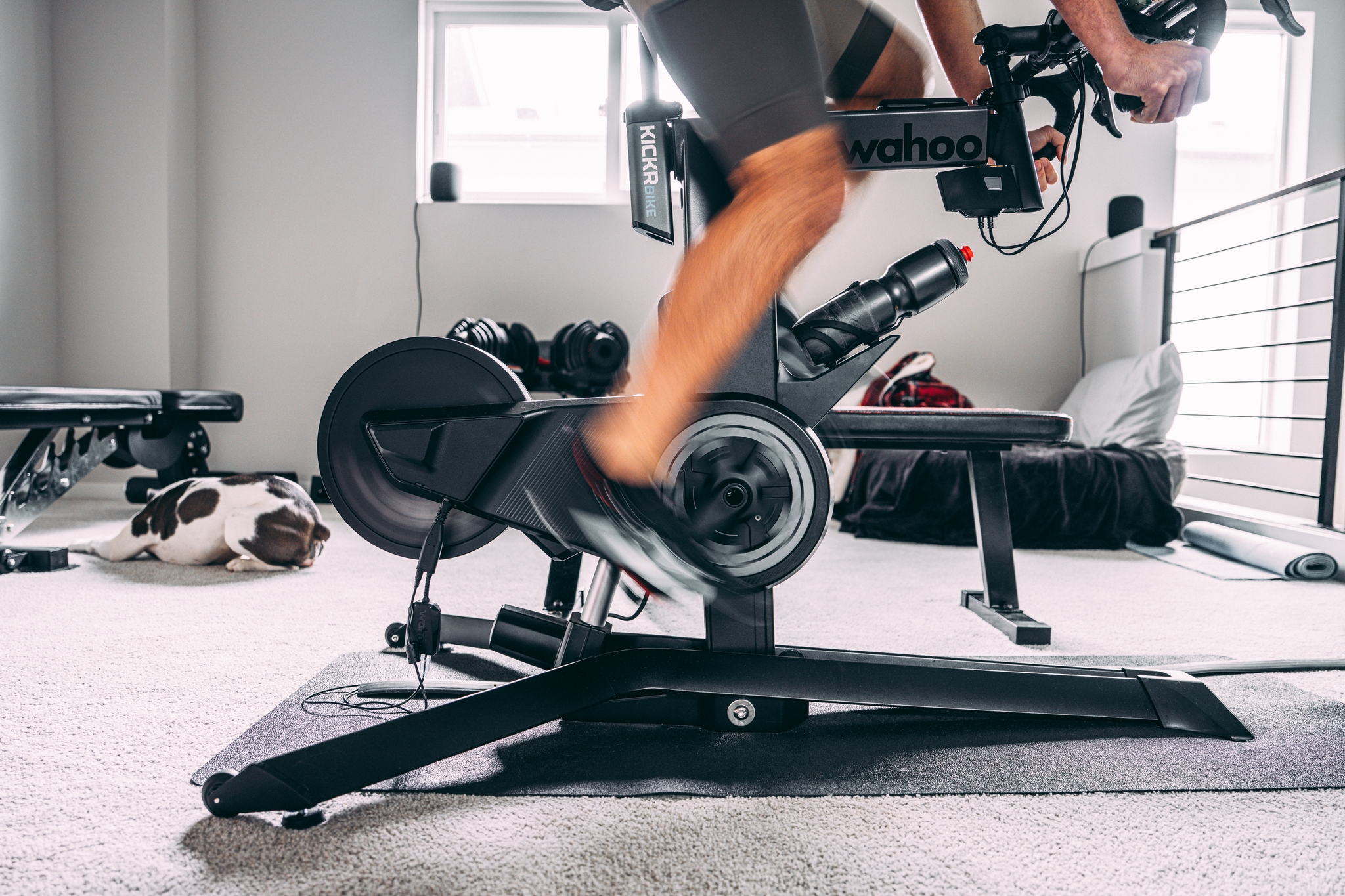 A person is using a stationary bike indoors, with exercise equipment and a dog resting nearby
