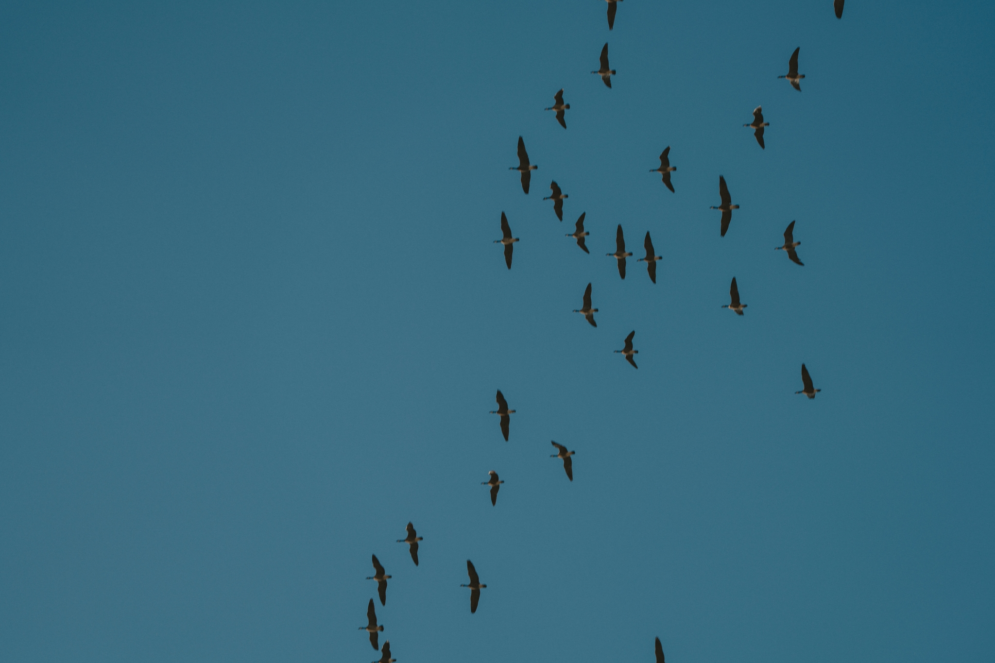 A flock of birds flying in formation against a clear blue sky