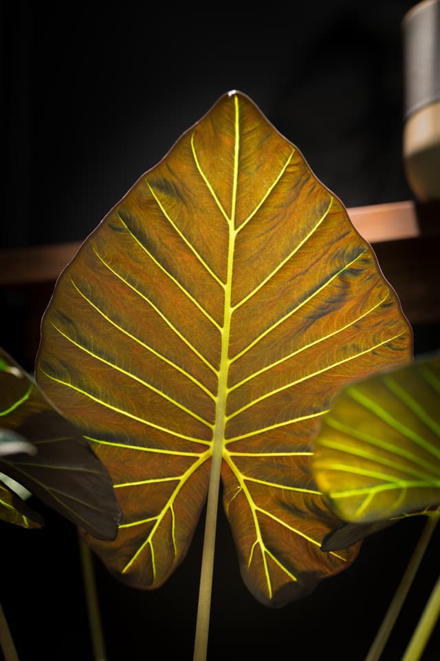 A large, dark green leaf with prominent yellow veins, set against a dark background