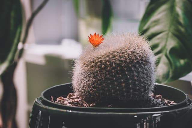 A round cactus with a small orange flower on top, placed in a green pot, with blurred green leaves in the background
