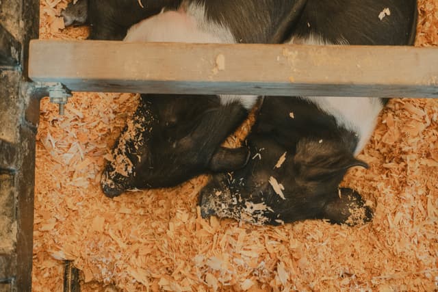 Calves lying on a bed of wood shavings inside an enclosure