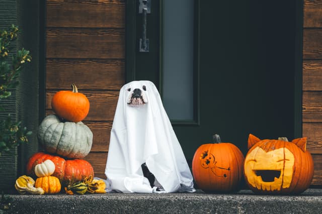 A dog dressed as a ghost with a white sheet sits among various pumpkins on a doorstep