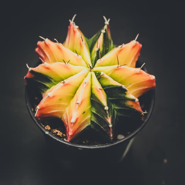 A small cactus with vibrant orange and green hues, displayed in a black pot against a dark background