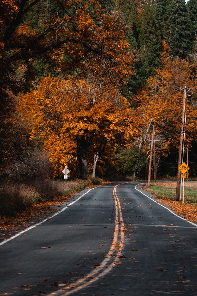 A winding road lined with vibrant autumn trees