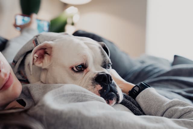 A white bulldog resting its head on a person's lap, with the person wearing a gray sweater and a smartwatch