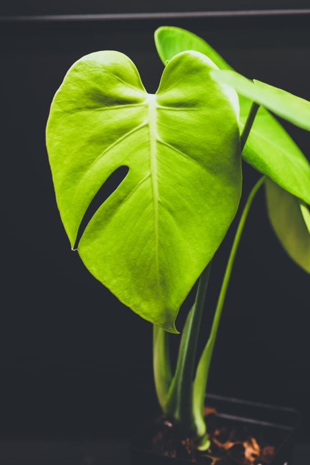 A vibrant green monstera leaf with a dark background