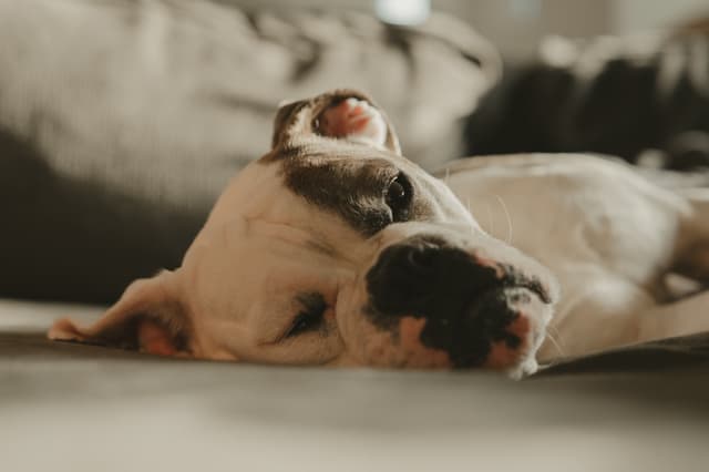 A dog resting on a couch, with its head lying on the surface and eyes partially closed