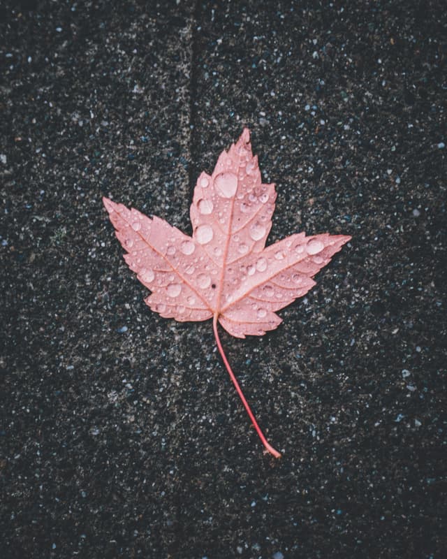A red maple leaf on wet asphalt with raindrops scattered on its surface