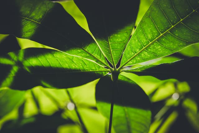 A close-up of vibrant green leaves with sunlight casting shadows, highlighting their texture and veins