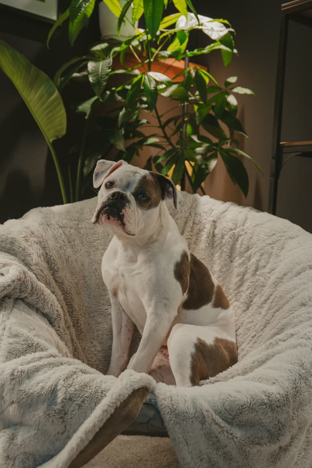 A dog with a white and brown coat sits on a plush, gray chair, surrounded by lush green plants