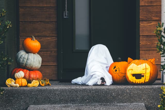 A dog dressed as a ghost on a porch with carved pumpkins and stacked gourds nearby