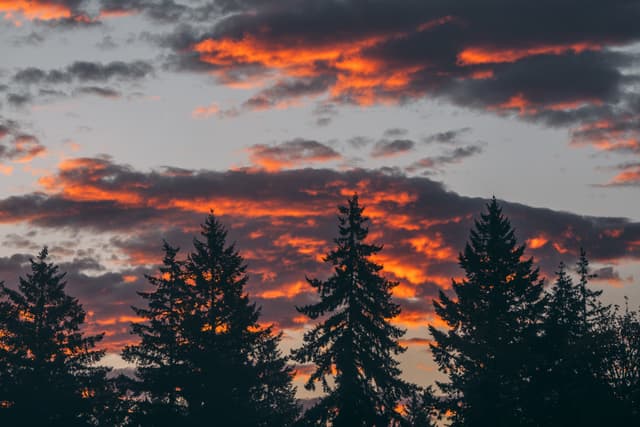 Silhouetted pine trees against a fiery orange sunset sky with scattered clouds