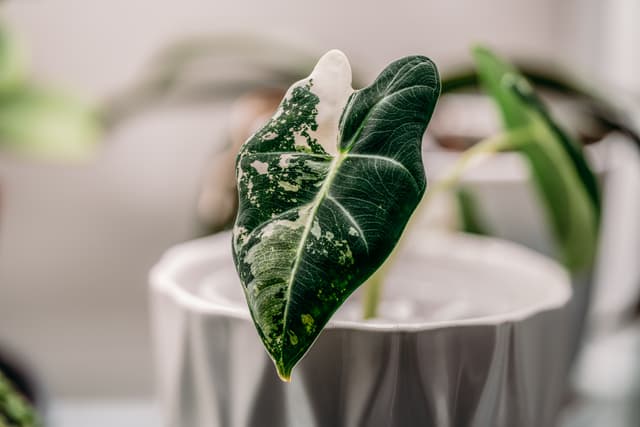 A close-up of a variegated leaf with green and white patterns, set against a blurred background, emerging from a textured white pot