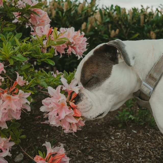 A dog sniffing pink flowers on a bush
