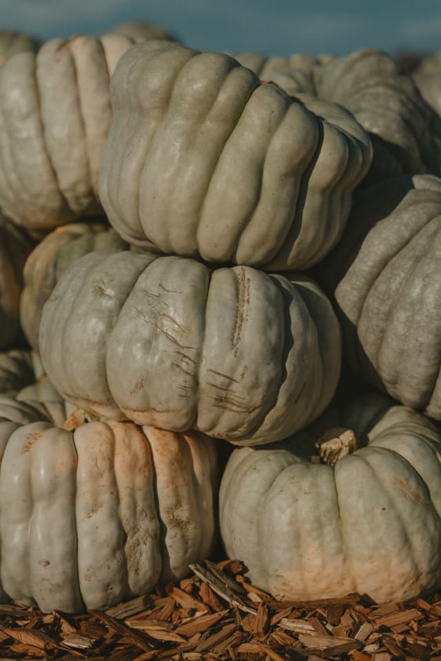 Stacked grey-blue pumpkins on wood chips